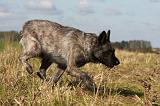 BOUVIER DES ARDENNES 236